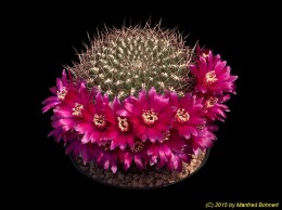 Sulcorebutia purpurea HS70 2263